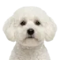 Adult Maltipoo, white coat, variant 2