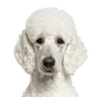 Adult Poodle, white coat, variant 2