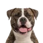 Adult American Bulldog, white & brindle coat, variant 1