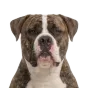 Adult American Bulldog, white & brindle coat, variant 2