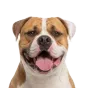 Adult American Bulldog, white & fawn coat, variant 1