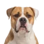 Adult American Bulldog, white & fawn coat, variant 2