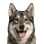 Adult Husky, wolf grey coat, variant 1
