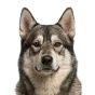Adult Husky, wolf grey coat, variant 2