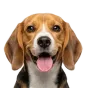 Beagle, junior
