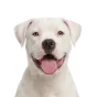 American Bulldog, junior
