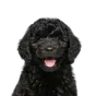Poodle, puppy