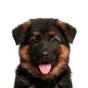 German Shepherd, puppy