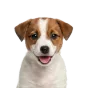 Jack Russell Terrier, puppy