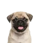 Pug, puppy