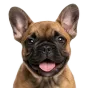 French Bulldog, puppy