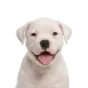 American Bulldog, puppy