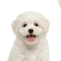 Maltipoo, puppy