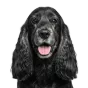 Cocker Spaniel, senior