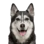 Husky, senior