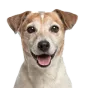 Jack Russell Terrier, senior