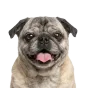 Pug, senior