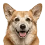 Corgi, senior