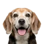 Beagle, senior