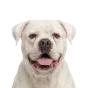 American Bulldog, senior
