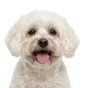 Maltipoo, senior